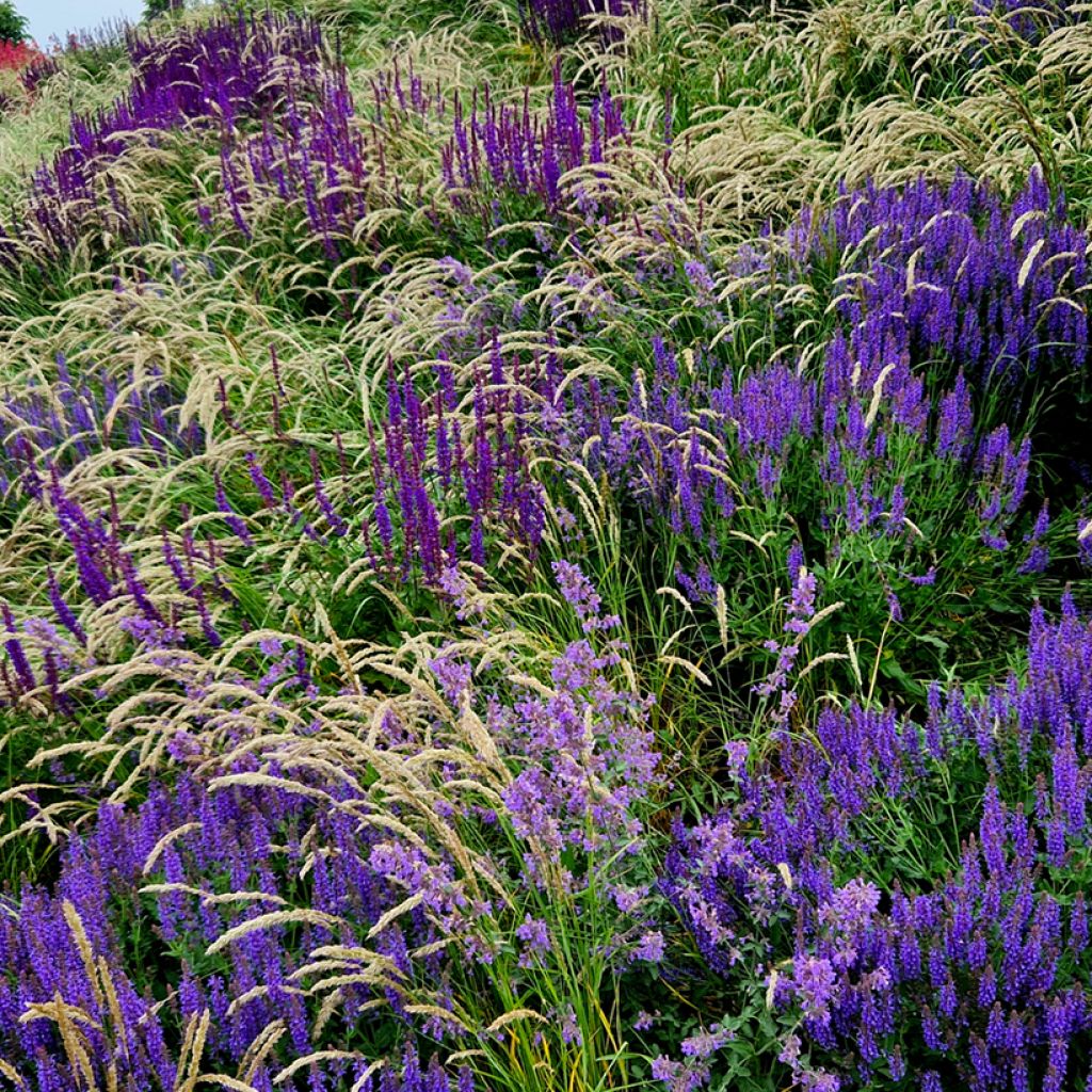Lehtosalvia Mainacht
