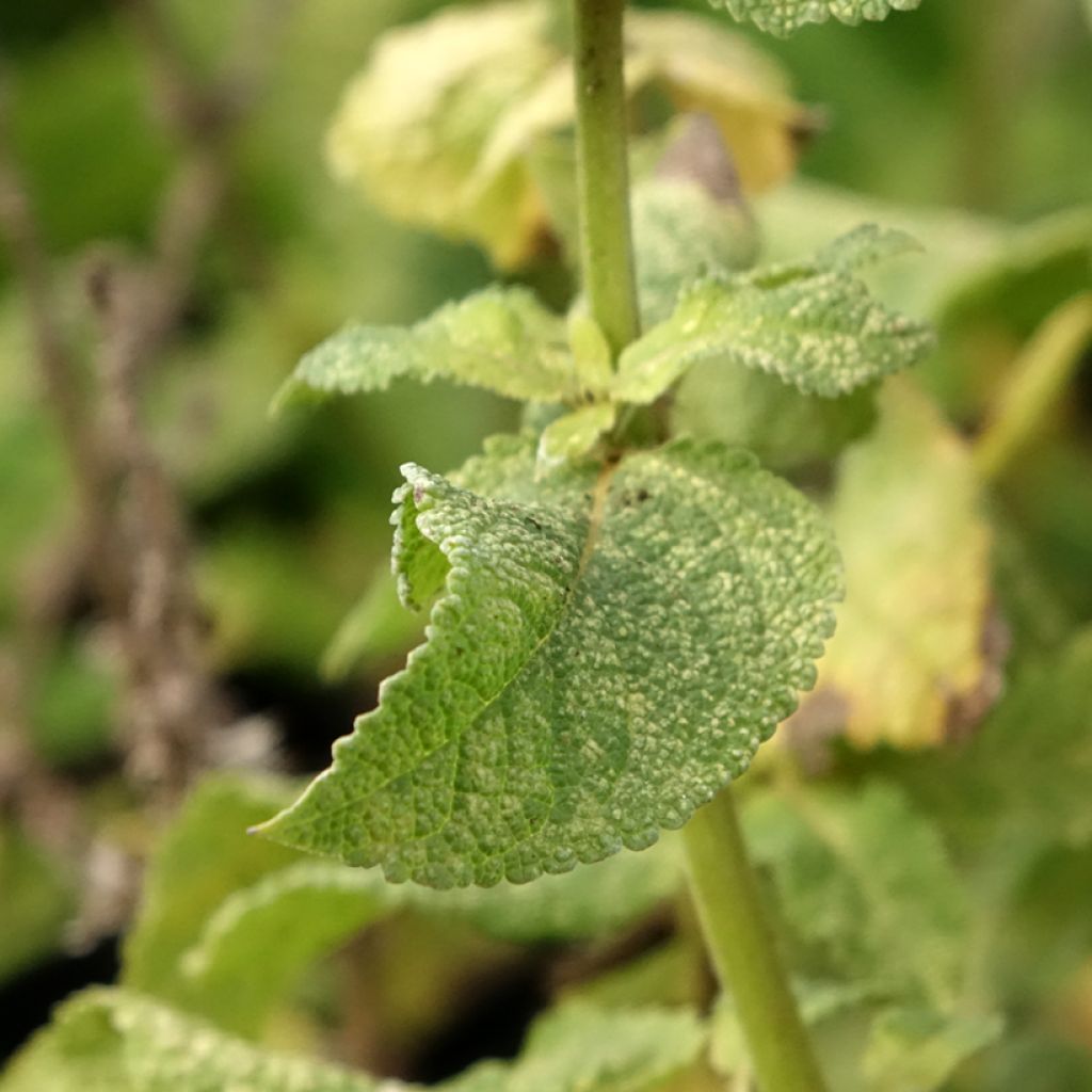 Lehtosalvia Marcus
