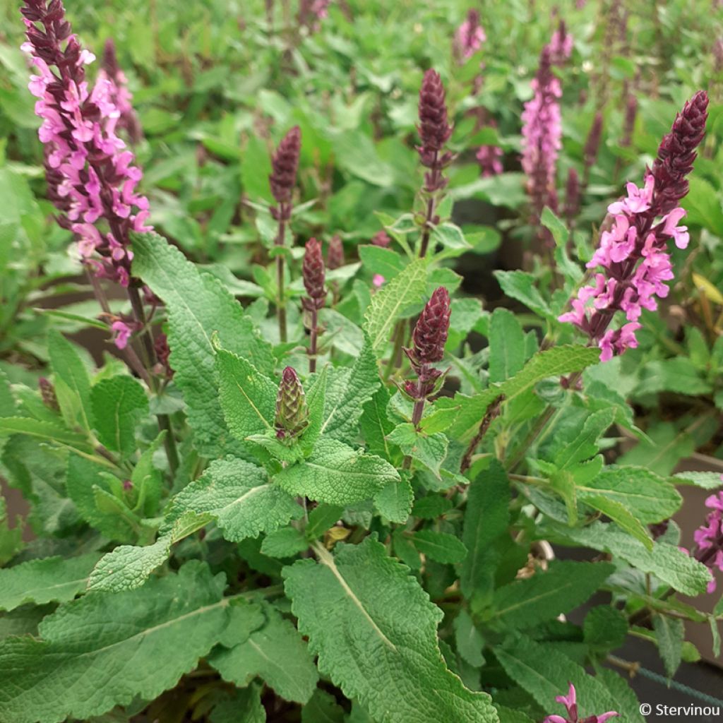 Lehtosalvia Midnight Rose