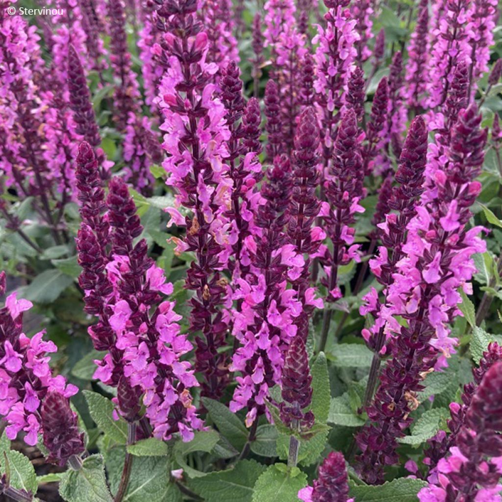 Lehtosalvia Midnight Rose