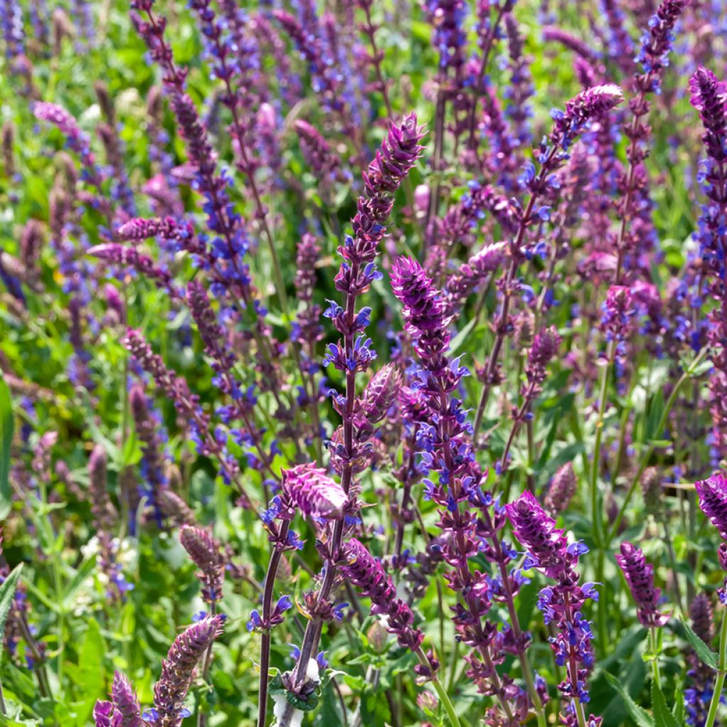 Lehtosalvia Ostfriesland
