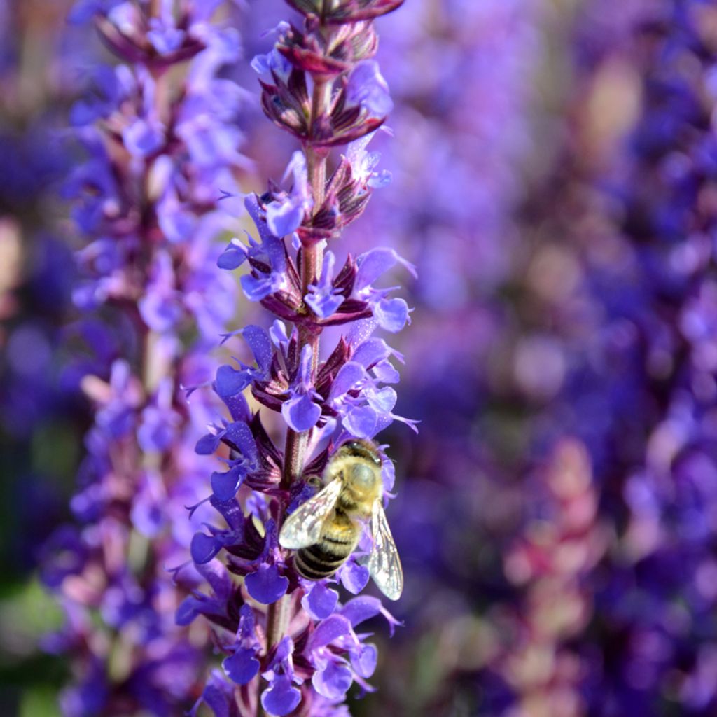 Lehtosalvia Ostfriesland