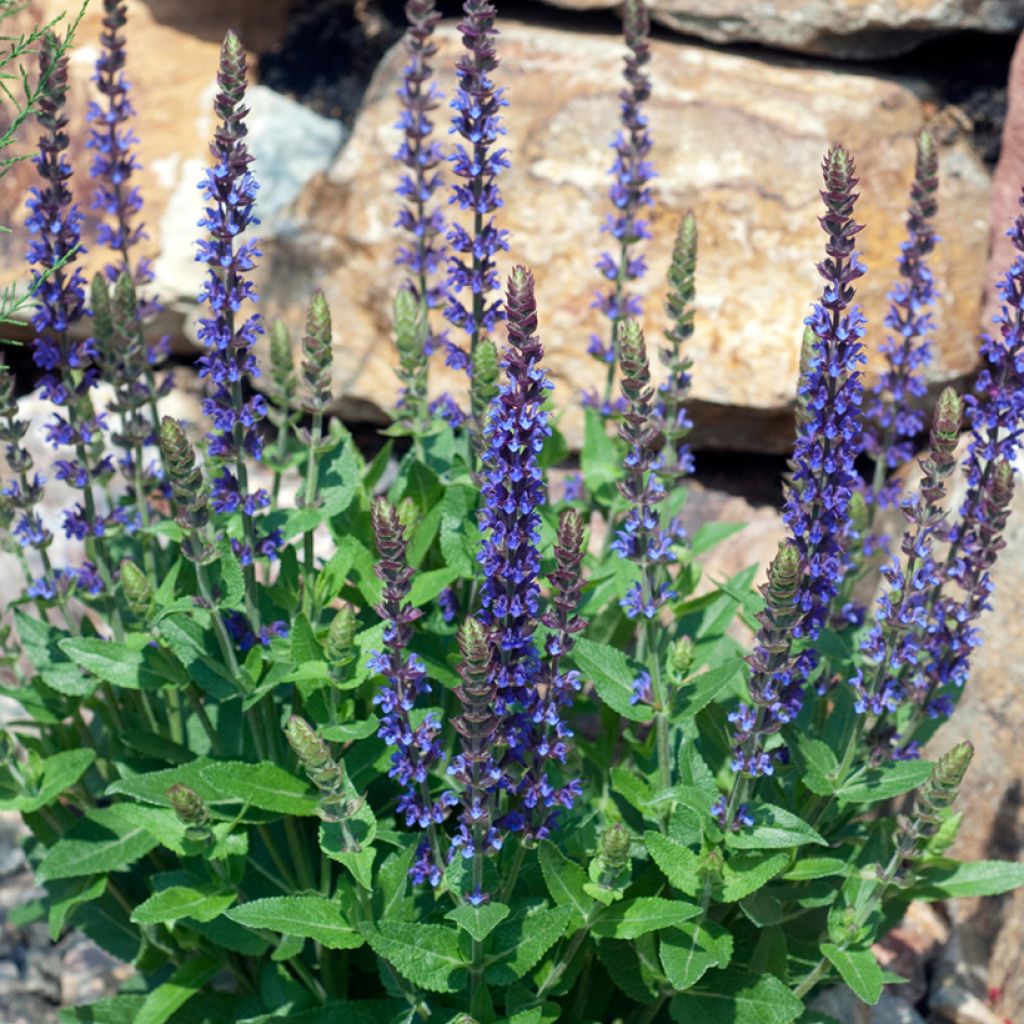 Lehtosalvia Ostfriesland