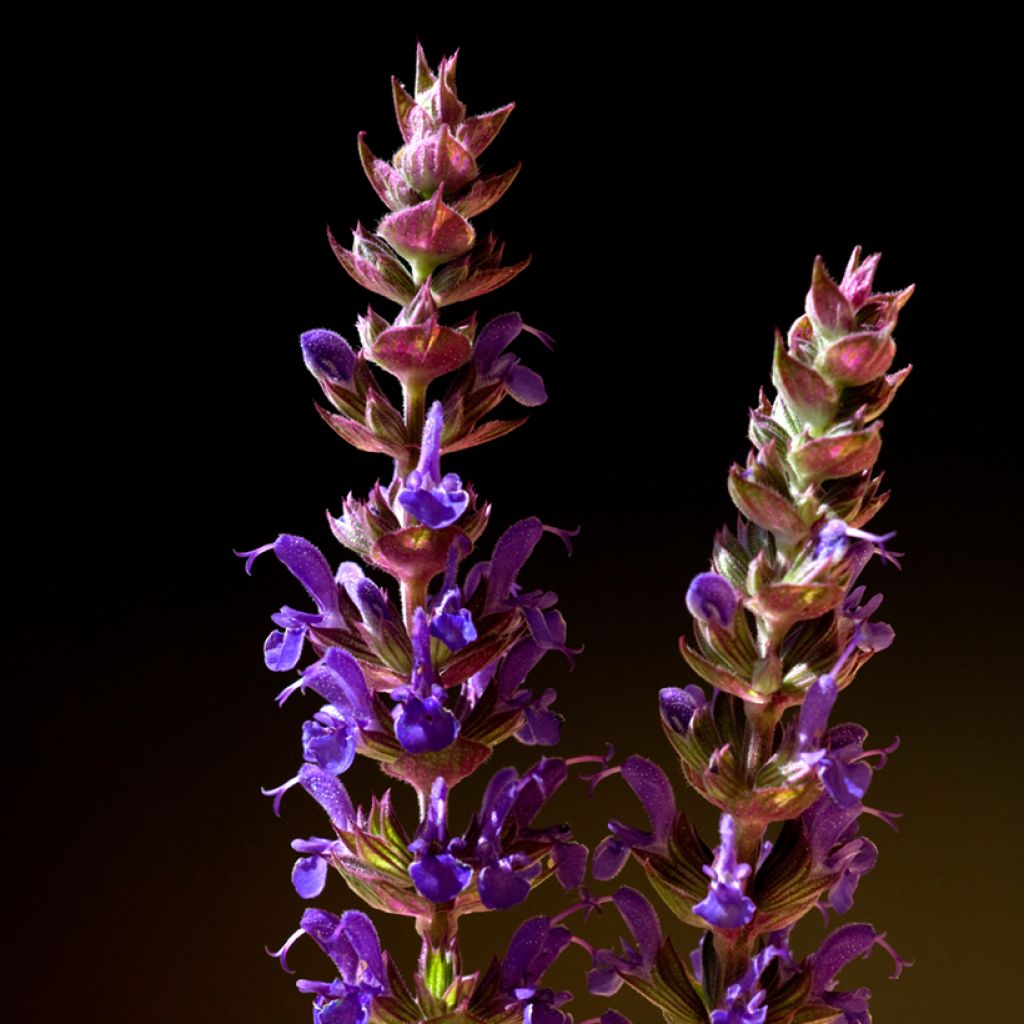 Lehtosalvia Ostfriesland