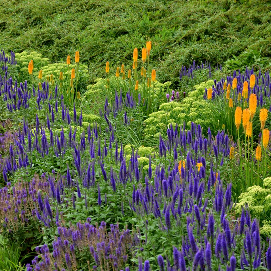Lehtosalvia Ostfriesland