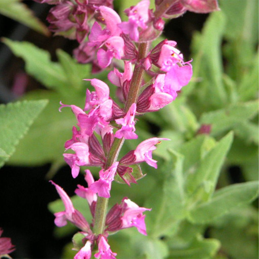 Lehtosalvia Rose Queen