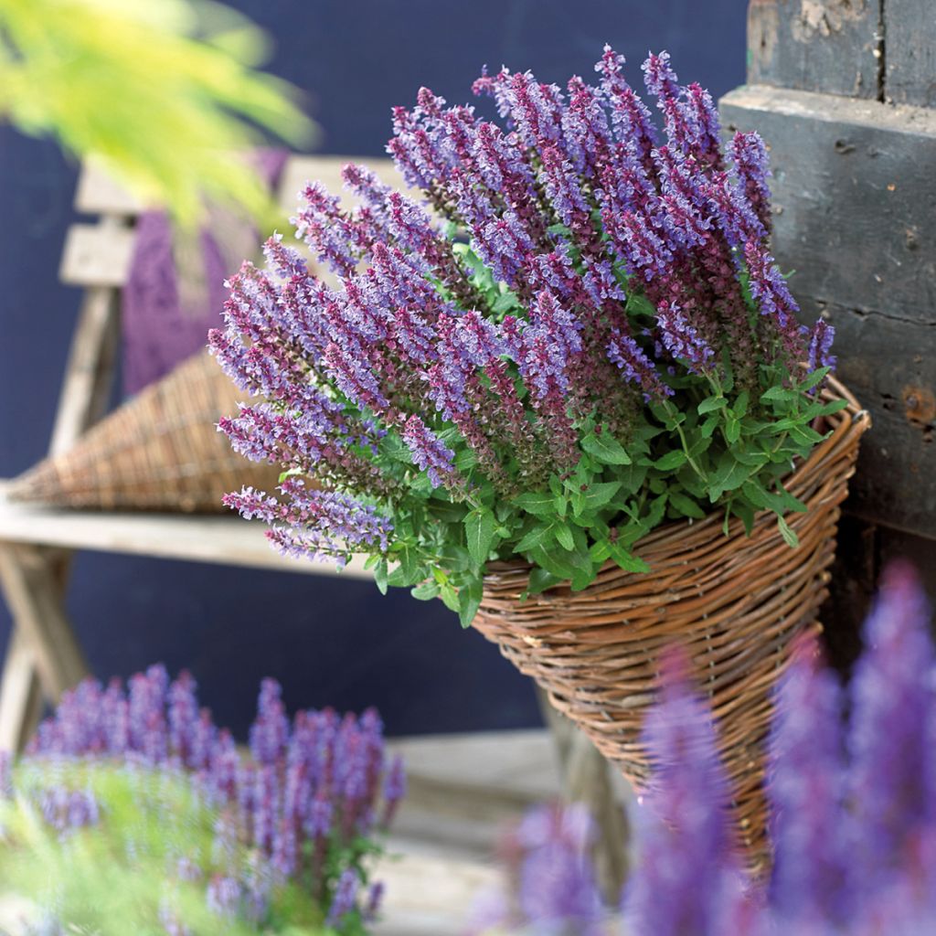 Lehtosalvia Sensation Deep Blue