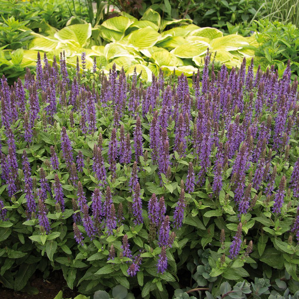 Lehtosalvia Sensation Deep Blue