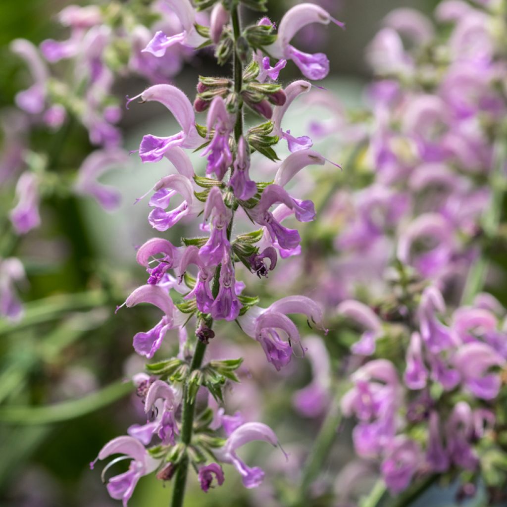 Lehtosalvia Sensation Rose