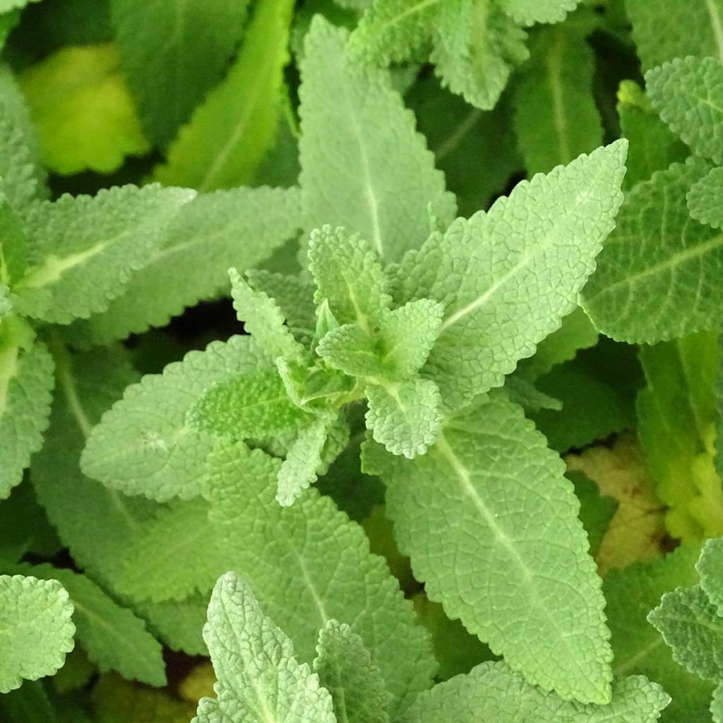 Lehtosalvia Sensation White