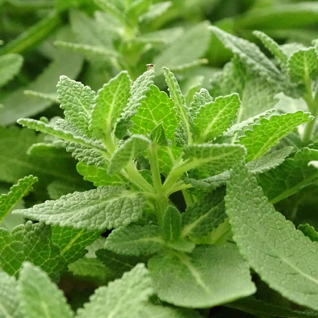 Lehtosalvia Sensation White