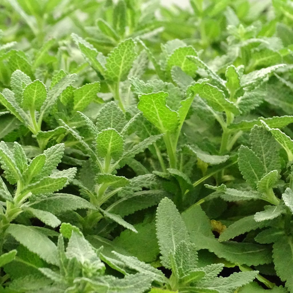 Lehtosalvia Sensation White