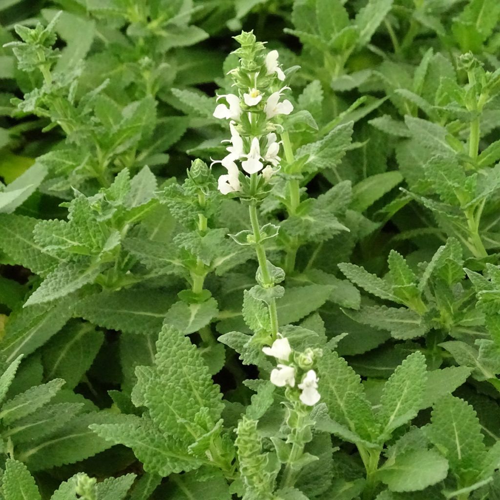 Lehtosalvia Sensation White
