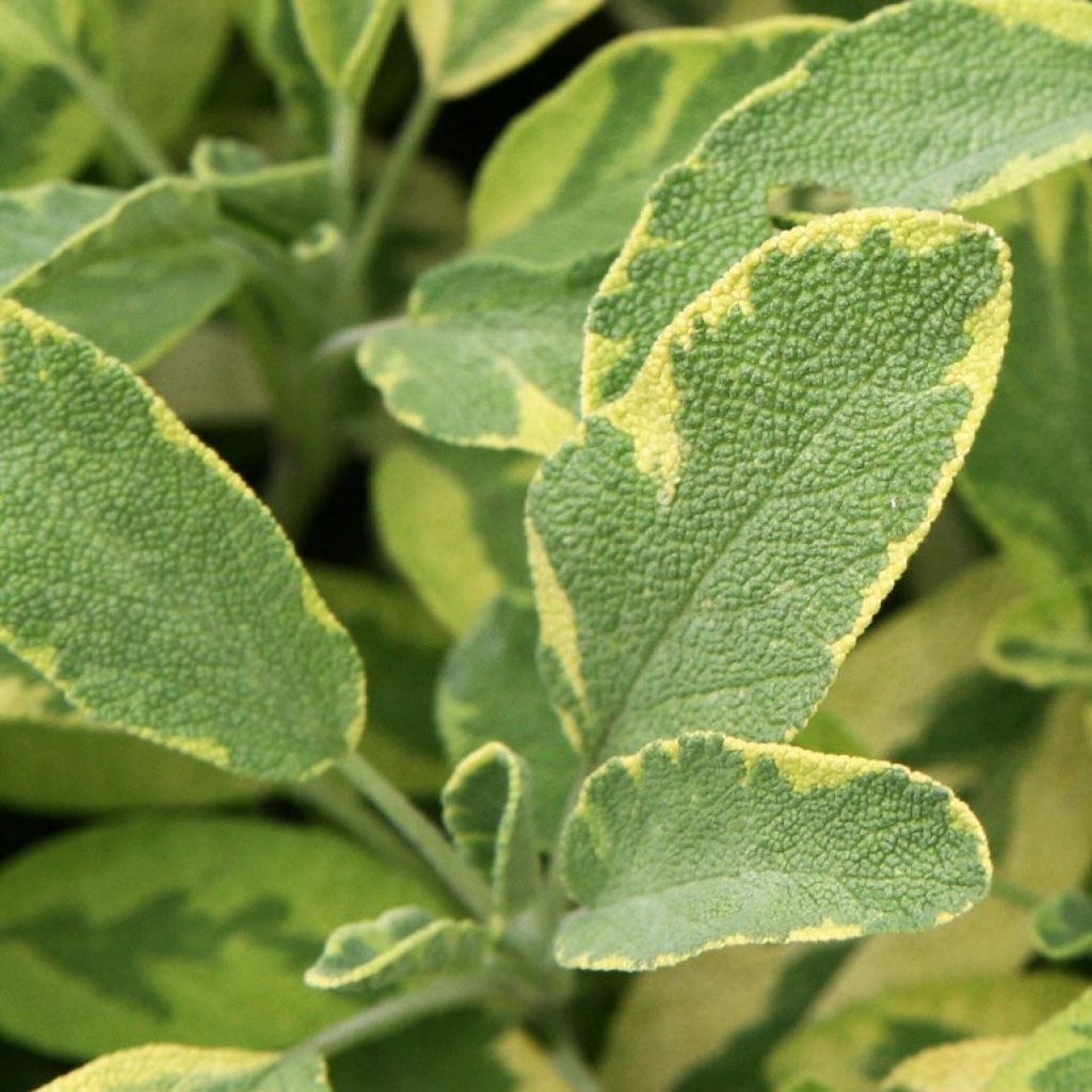Ryytisalvia Aurea