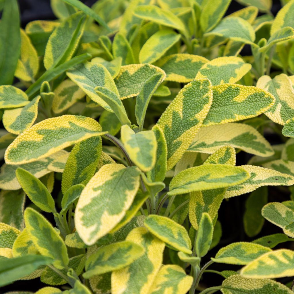 Ryytisalvia Aurea