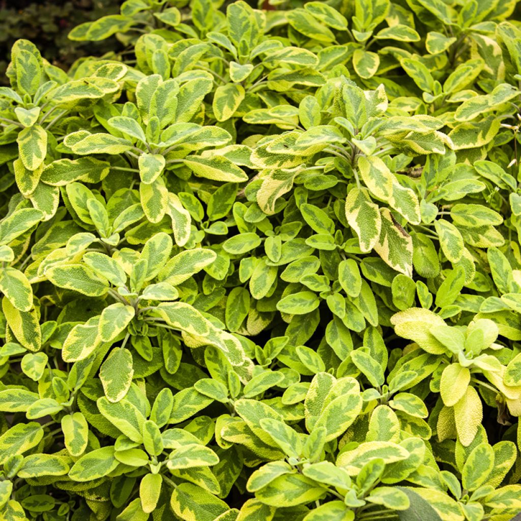 Ryytisalvia Aurea
