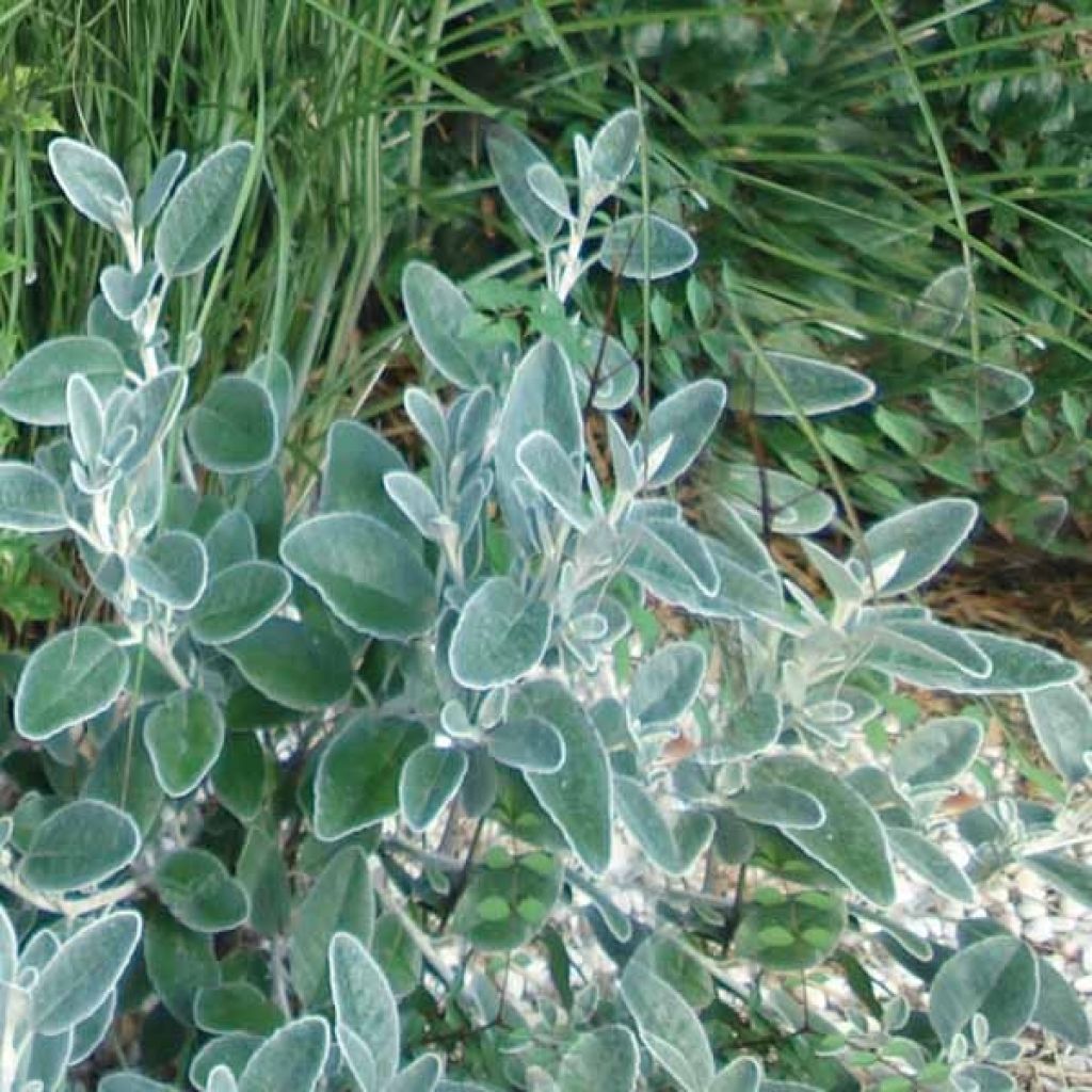 Ryytisalvia Berggarten
