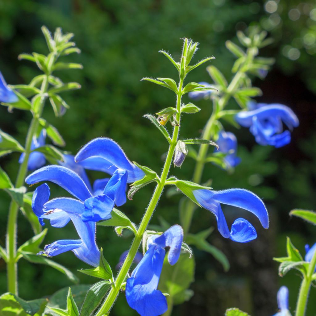 Sinisalvia Royal Blue