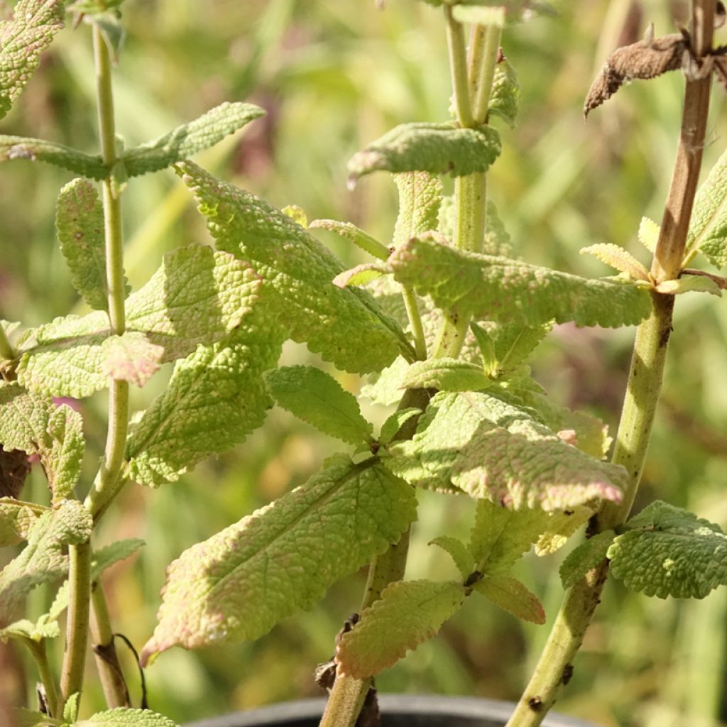 Niittysalvia Lyrical Blues