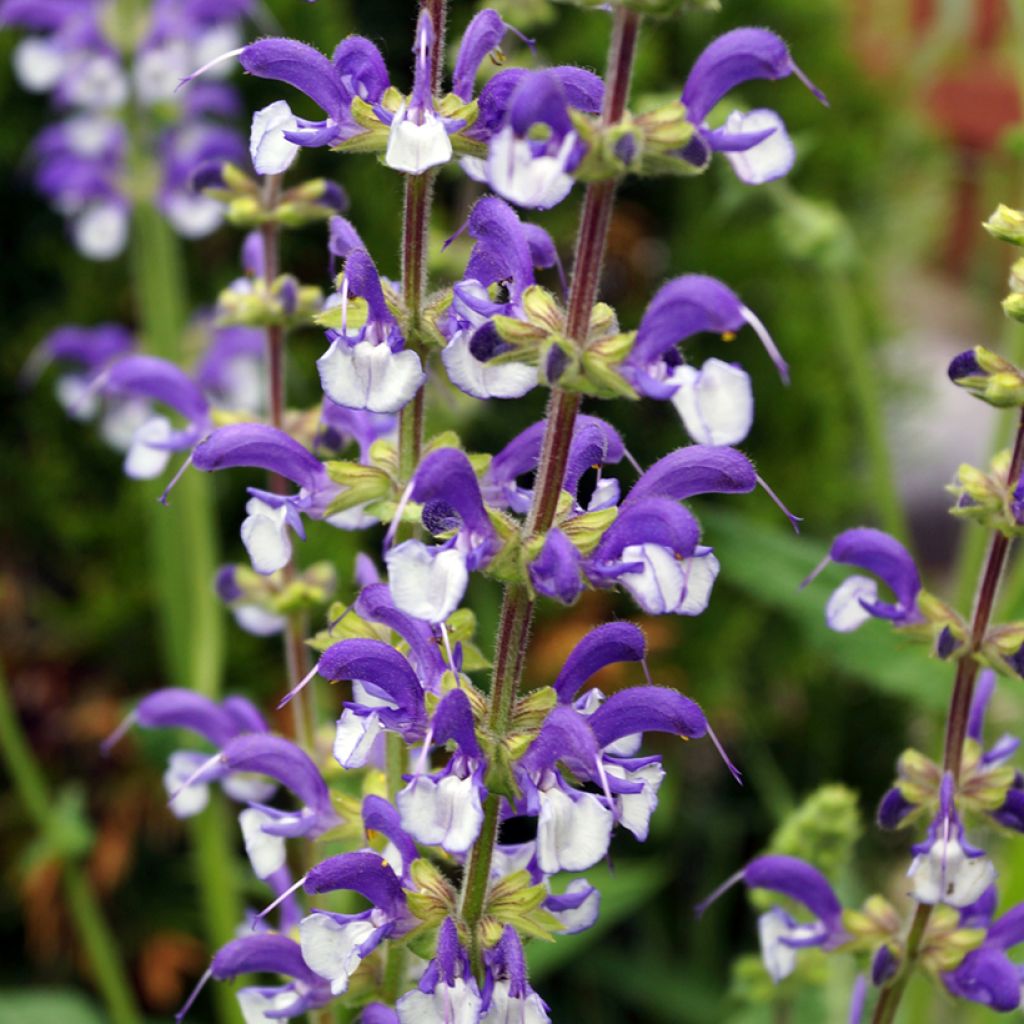 Niittysalvia Madeline