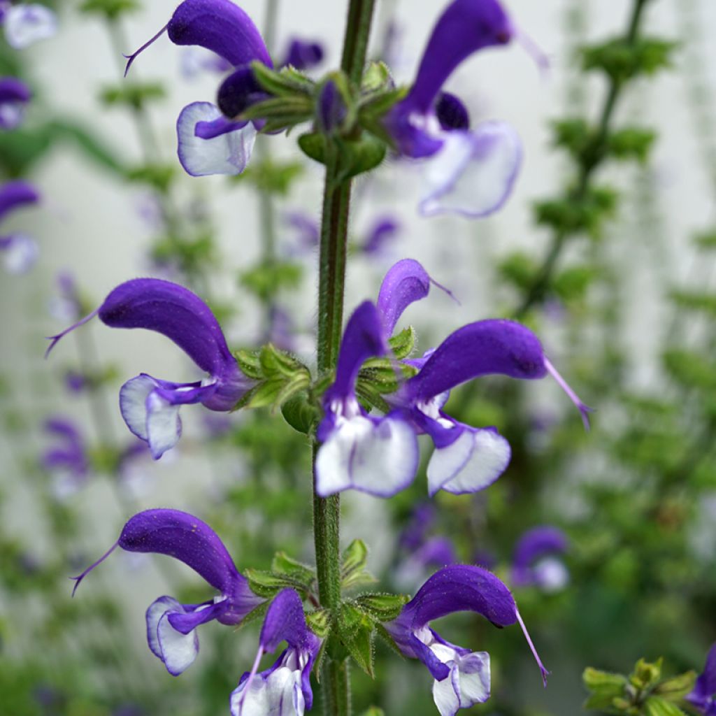 Niittysalvia Madeline
