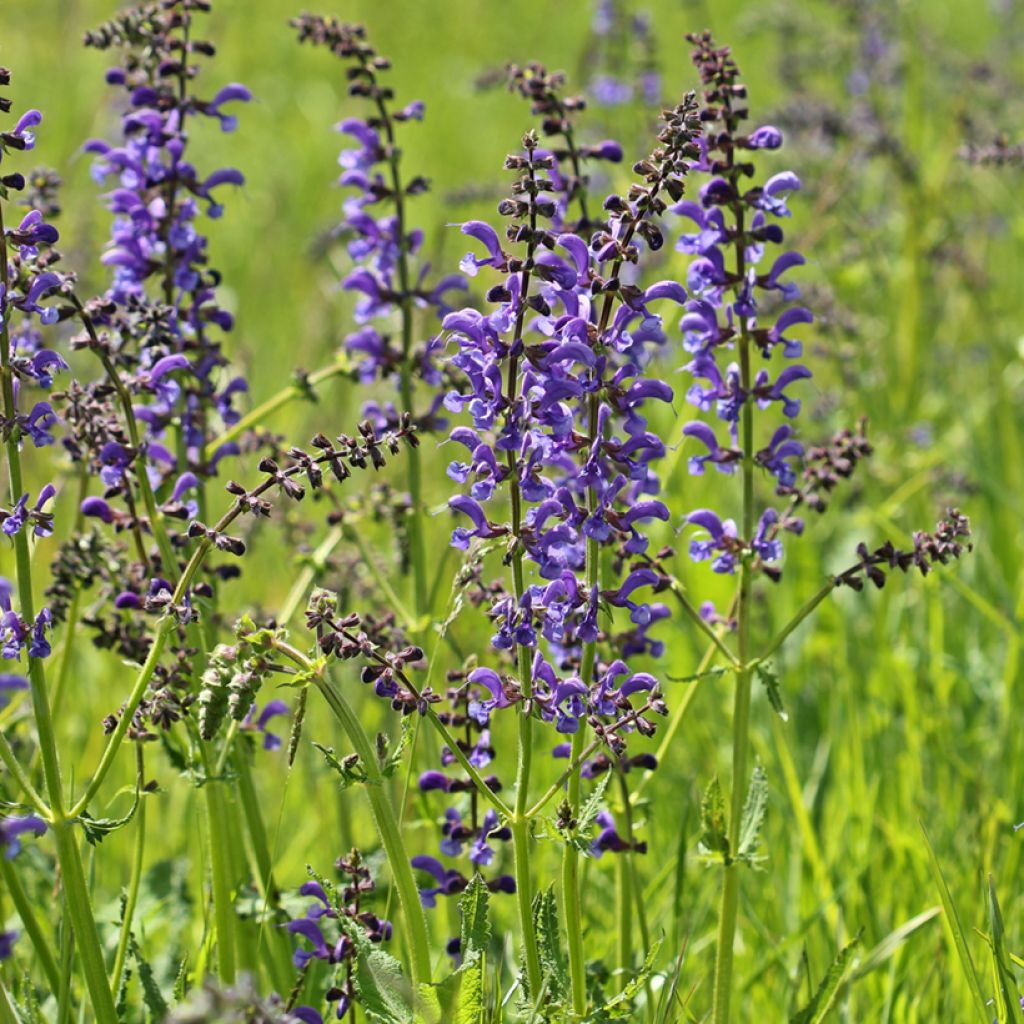 Niittysalvia - Salvia pratensis