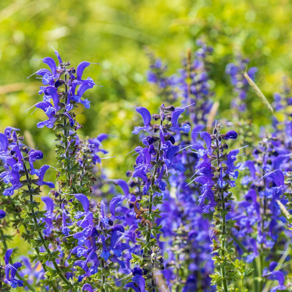 Niittysalvia - Salvia pratensis