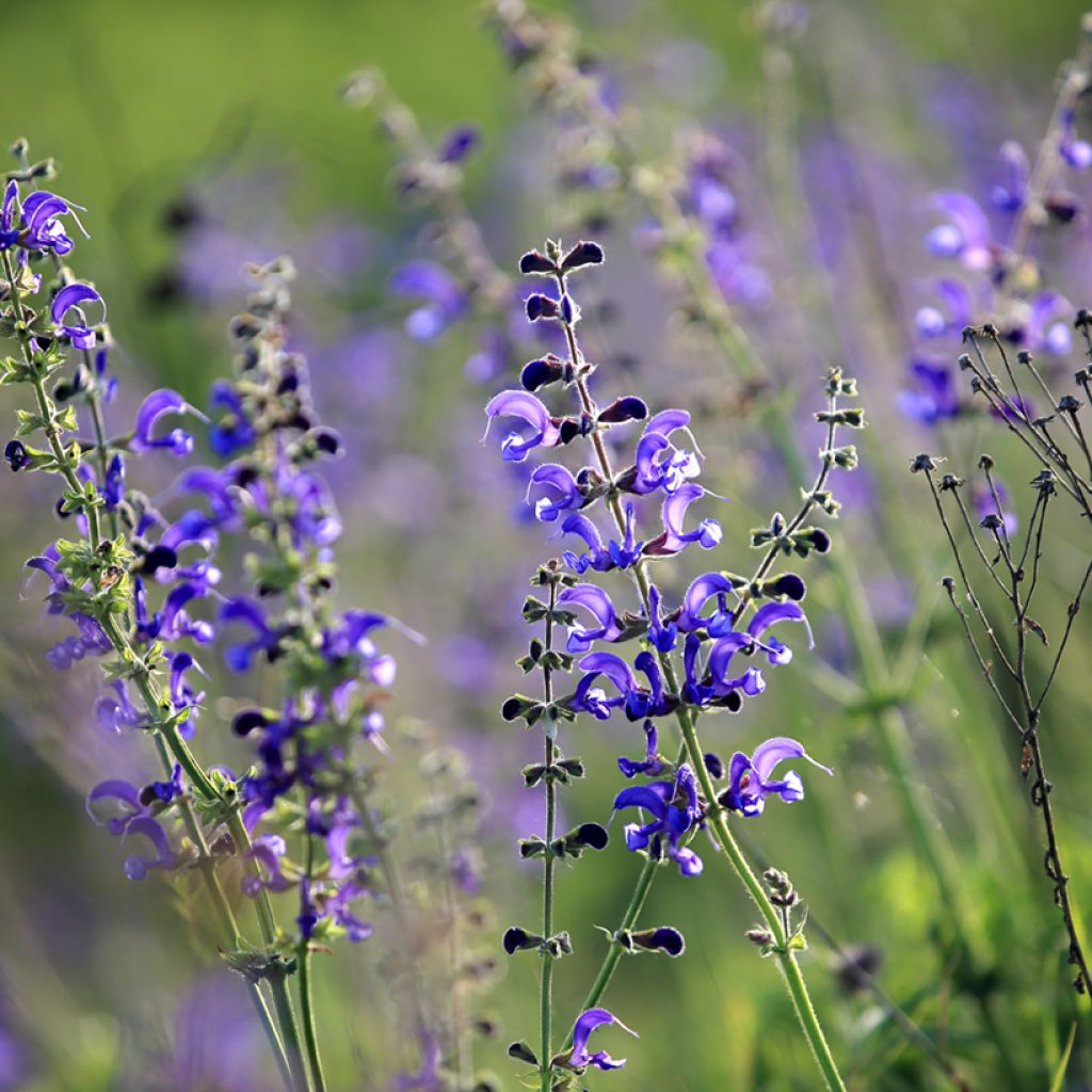 Niittysalvia - Salvia pratensis