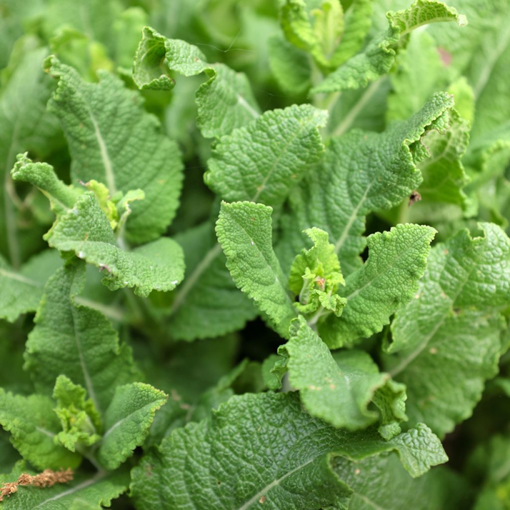 Niittysalvia Sweet Esmeralda