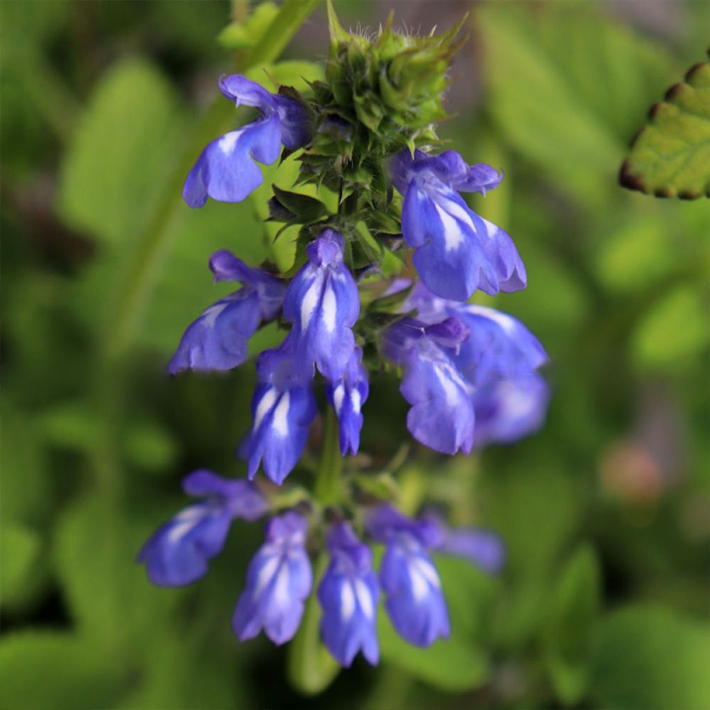 Keijunsalvia - Salvia setulosa