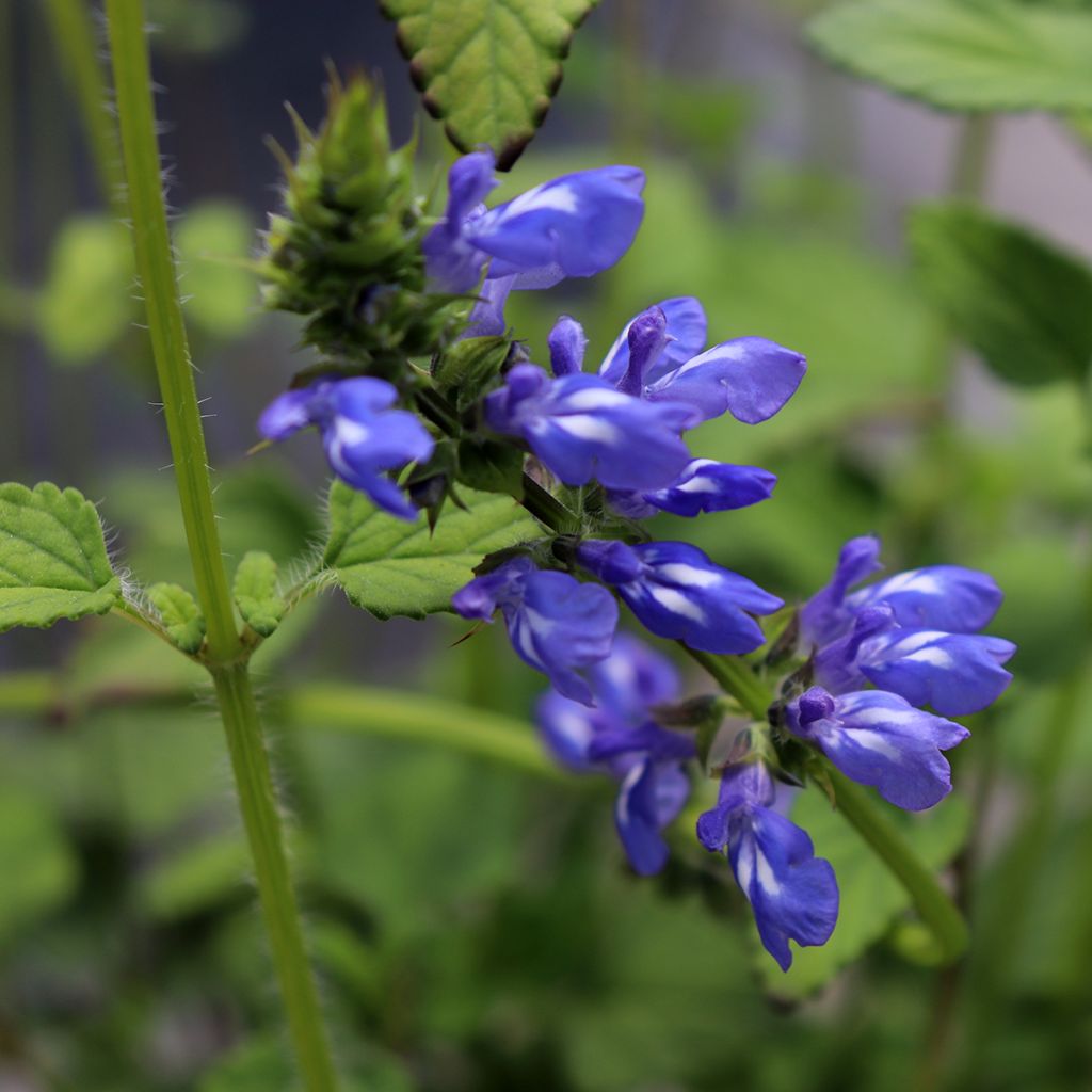 Keijunsalvia - Salvia setulosa