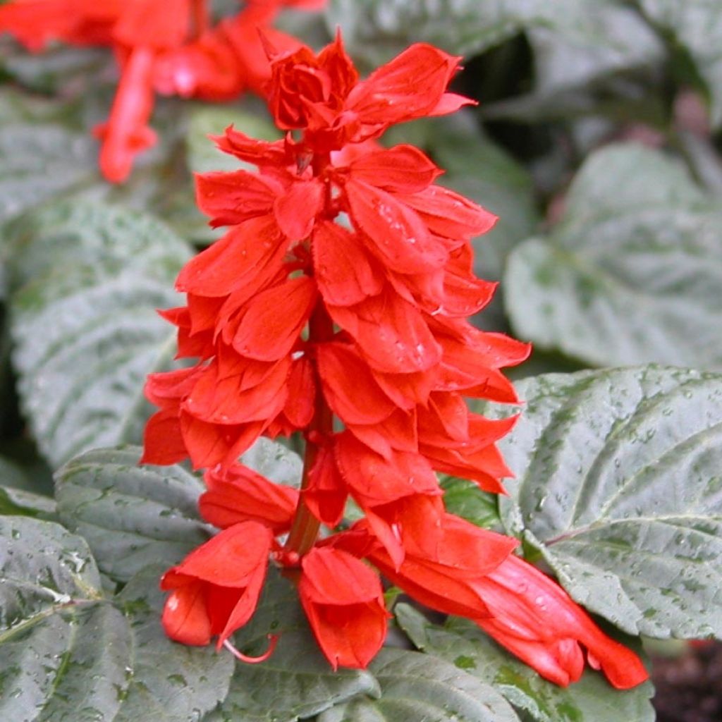 Tulisalvia Carambita