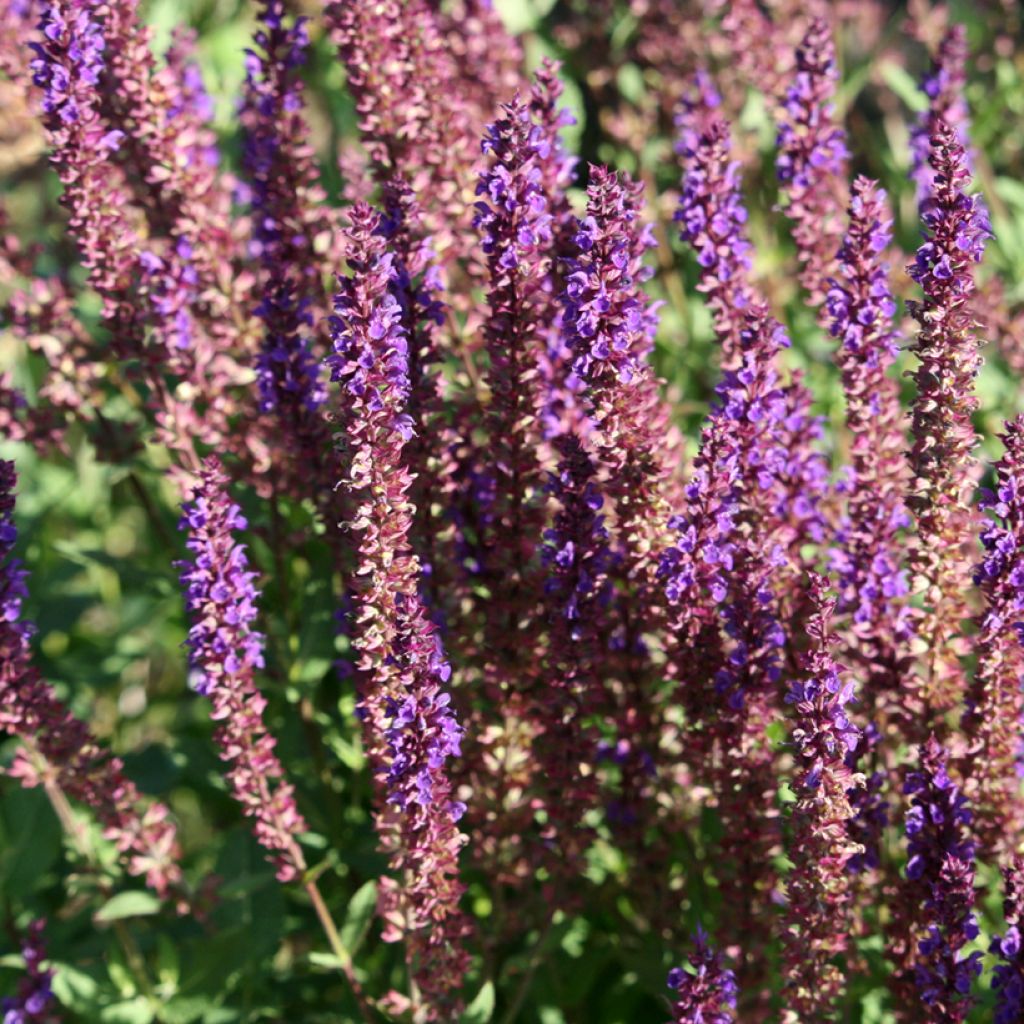 Niittysalvia Reine Bleue