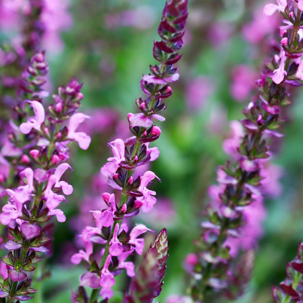 Niittysalvia Reine Rose