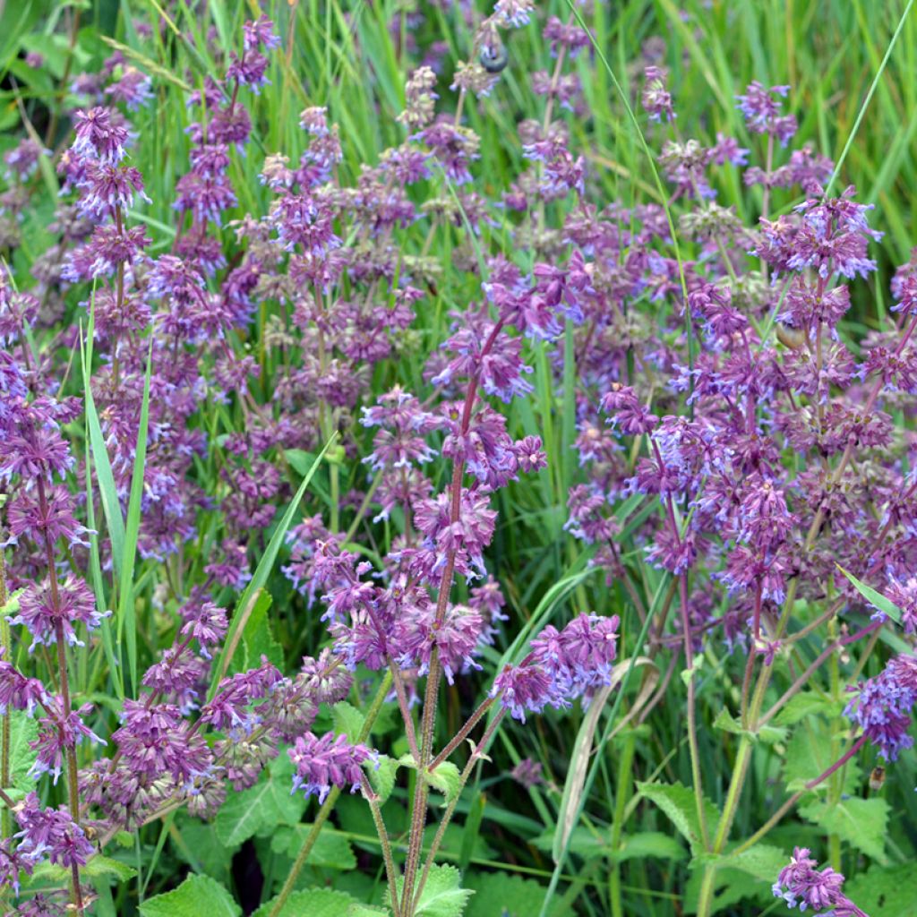 Kiehkurasalvia Hannay's Blue
