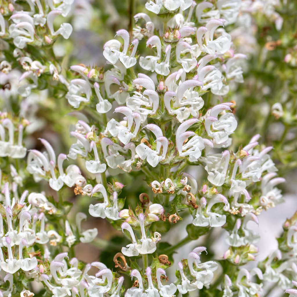 Vanukesalvia - Salvia aethiopis