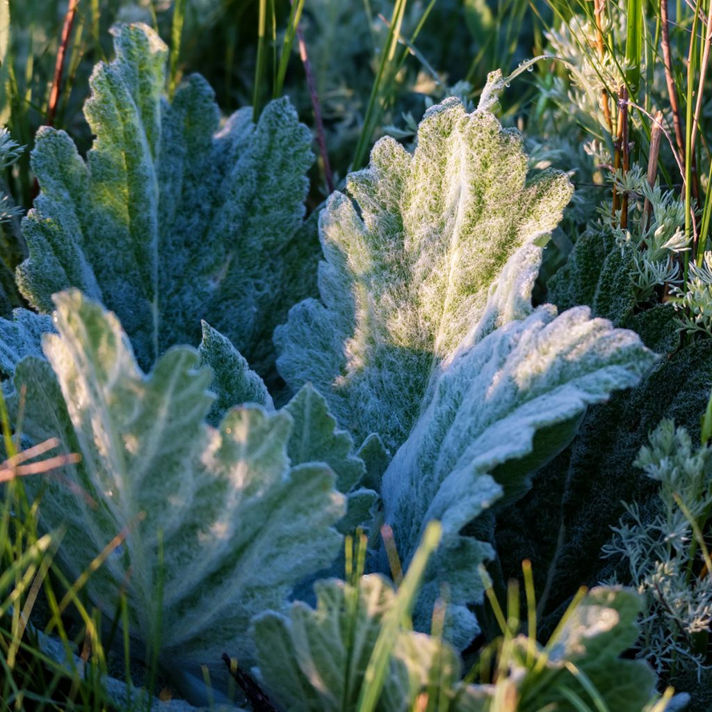 Vanukesalvia - Salvia aethiopis