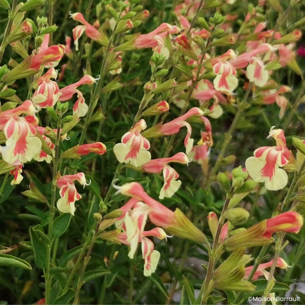 Keijunsalvia Belle de Loire