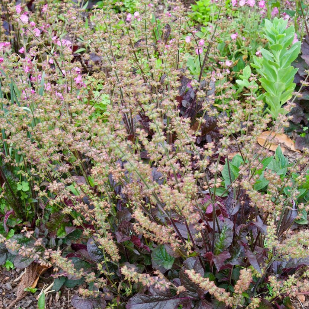 Lyyrasalvia Purple Knockout