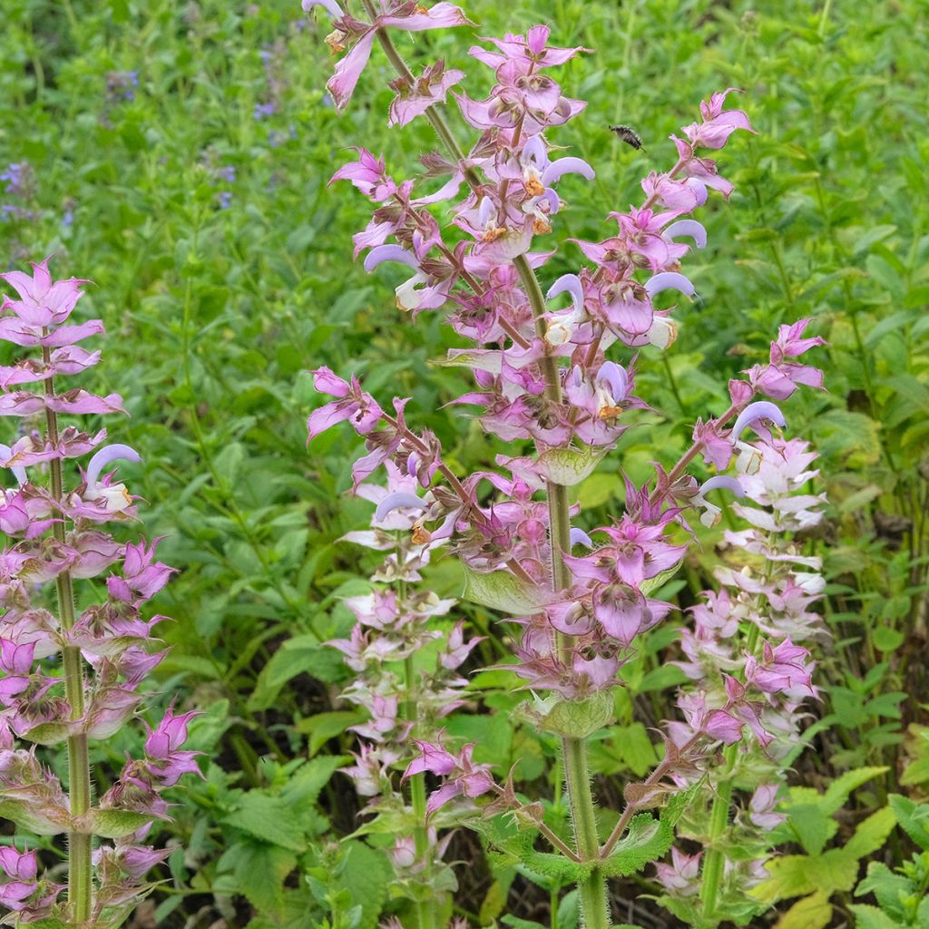 Myskisalvia var. turkestanica (siemenet)