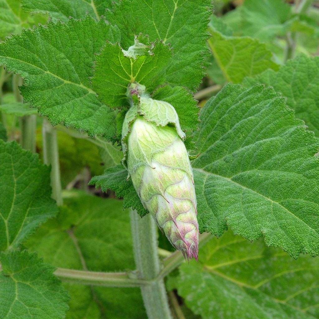 Myskisalvia var. turkestanica (siemenet)