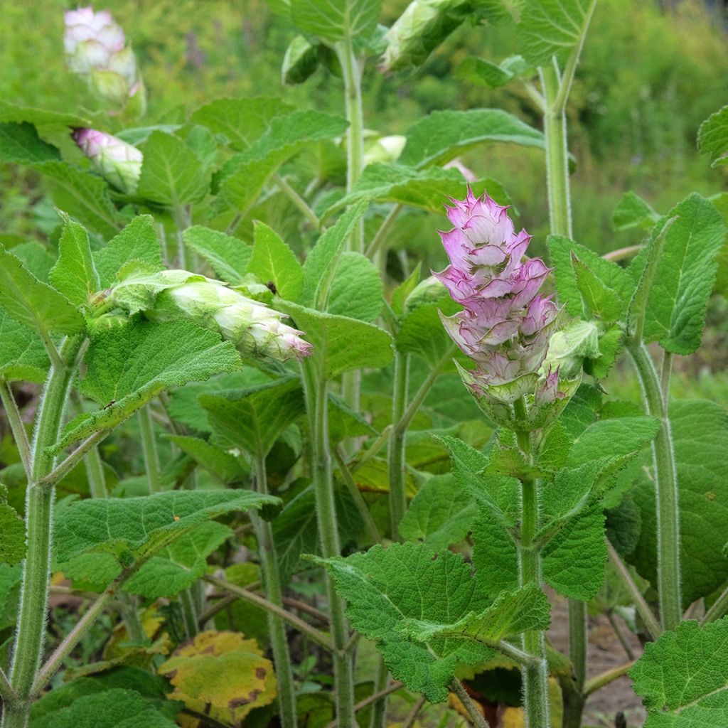 Myskisalvia var. turkestanica (siemenet)