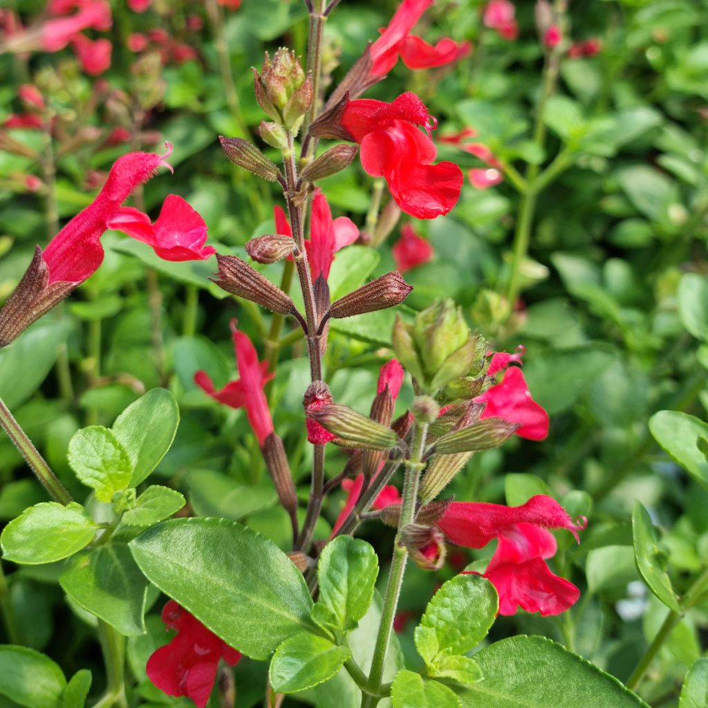 Keijunsalvia Flammenn
