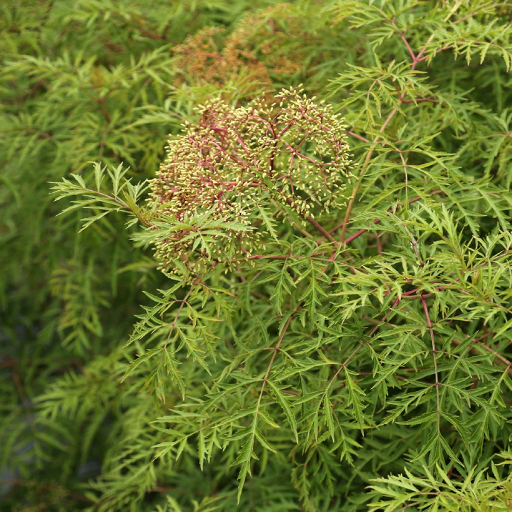 Kanadanselja Acutiloba