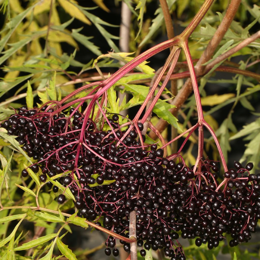 Kanadanselja Acutiloba