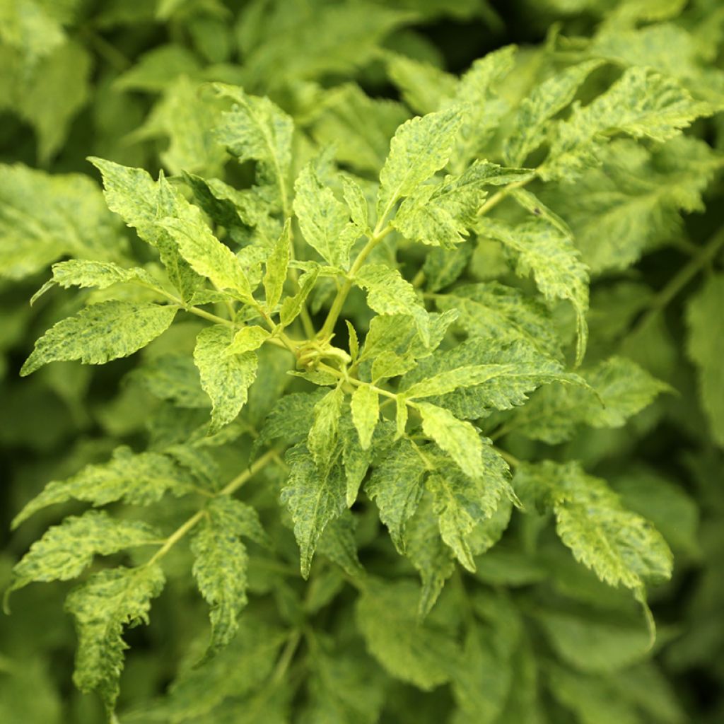 Mustaselja Luteovariegata