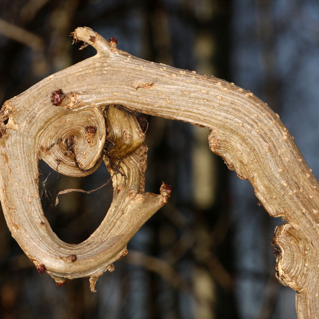 Mustaselja Monstrosa