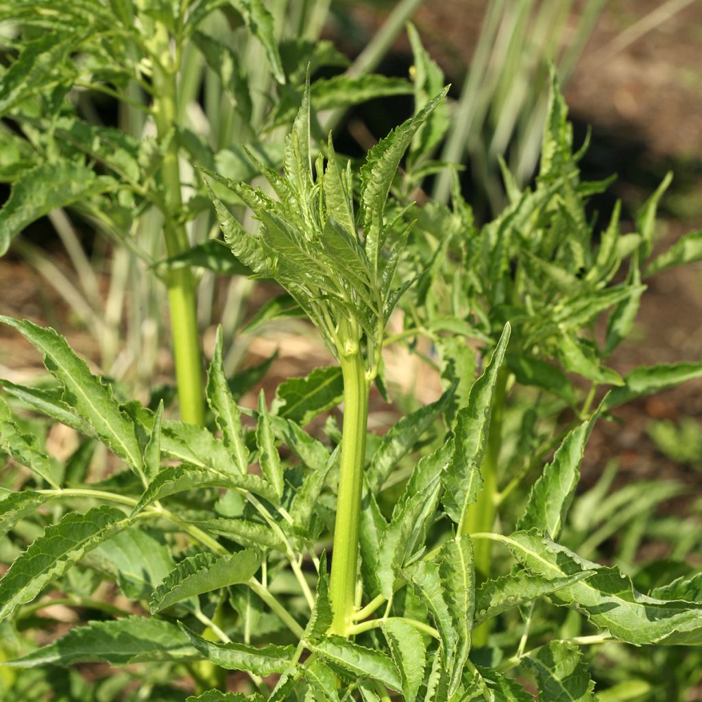 Mustaselja Monstrosa
