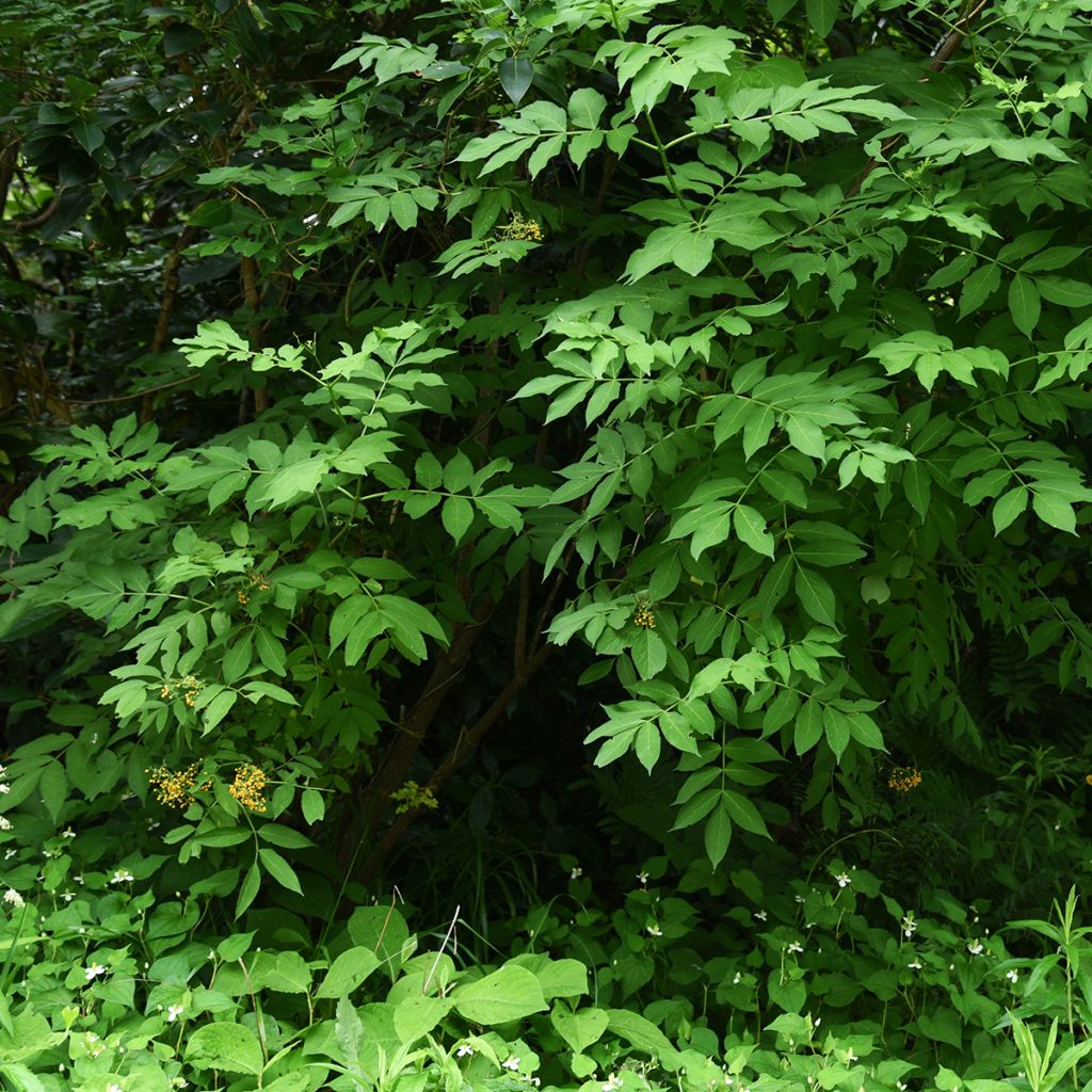 Mustaselja Pendula