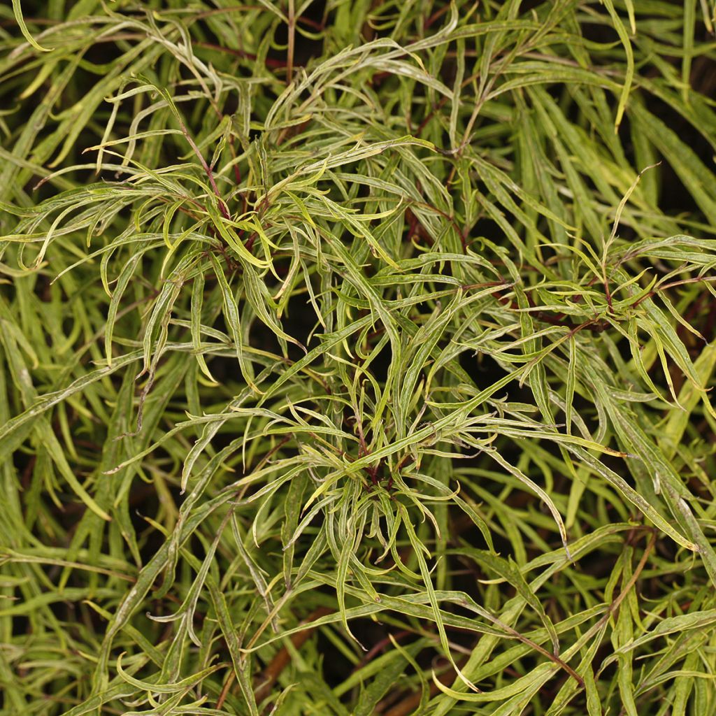 Terttuselja Tenuifolia
